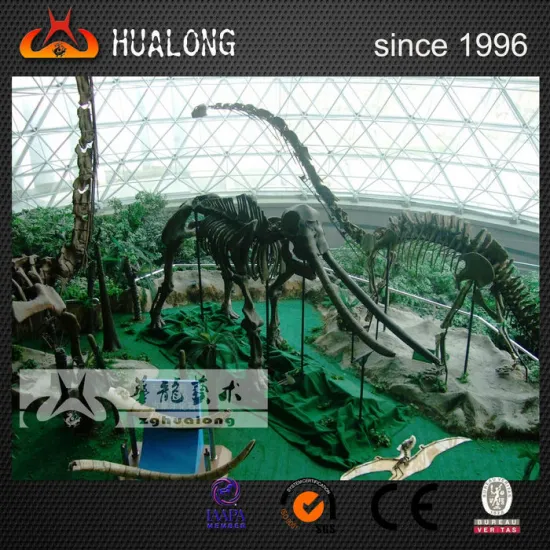 Museum High Simulation Dinosaur Fossil