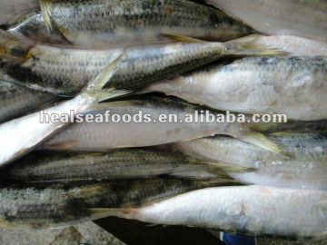 8_10PCS_KG_Frozen_Sardines