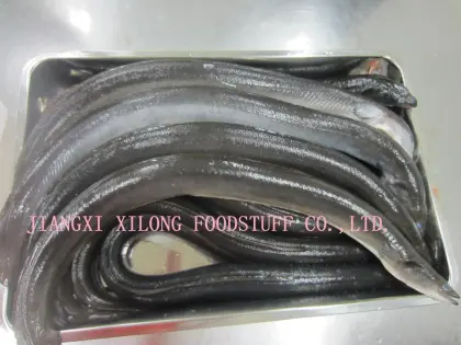 Frozen raw eel wholeround