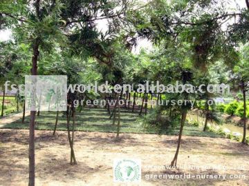 Grevillea robusta nursery land