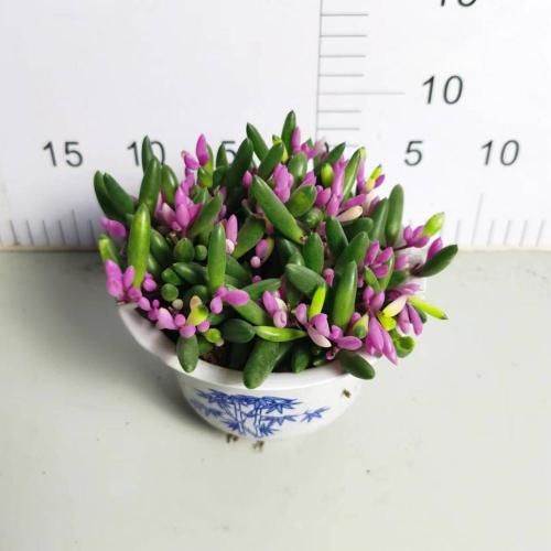 Cotyledon Tomentose Othonna capensis succulent plant Manufactory