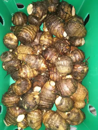 Fresh big taro in 9kg plastic box
