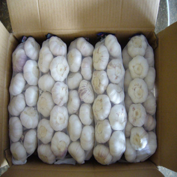 Carton Packing Fresh Garlic with Top Quality