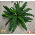 60 cm Boston Fern Bush