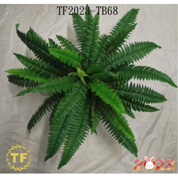 60cm Boston fern bush