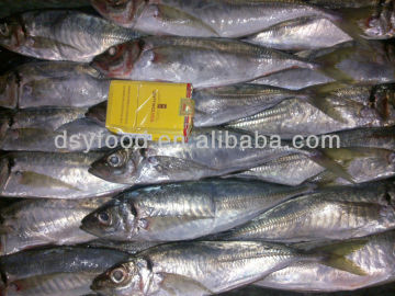 Frozen Horse Mackerel Whole Round