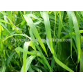 قیمت اسانس گل رز طبیعی Palmarosa Grass