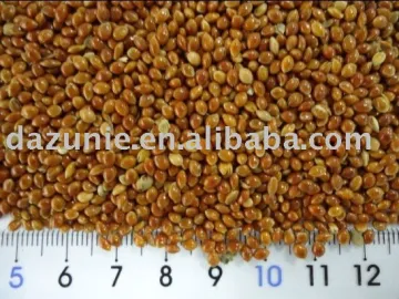 Red Proso Millet