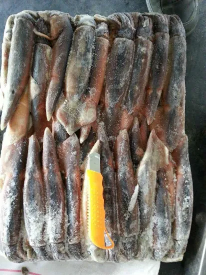 Frozen Whole Round Squid Todarodes Pacificus 200-300g