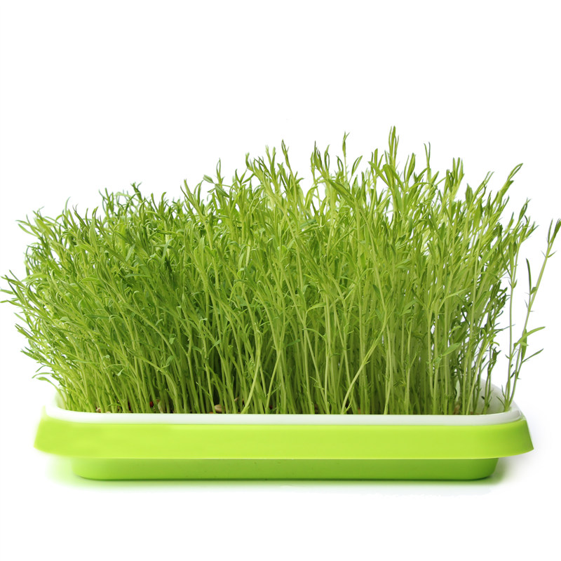 تنمو Microgreens المائي المائي في الشتلات صينية للبيع