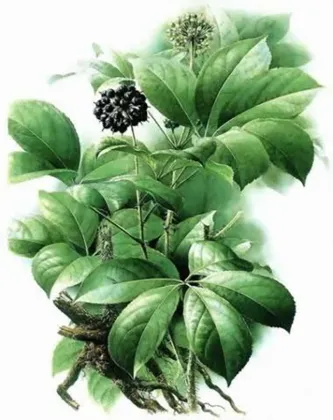 Siberian Ginseng Extract Eleutherosides B+E 1.5%