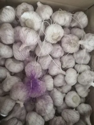 Fresh Garlic Vegetable Normal s