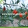 Fruits d&#39;approvisionnement en usine dans le paquet en vrac Goji Berry