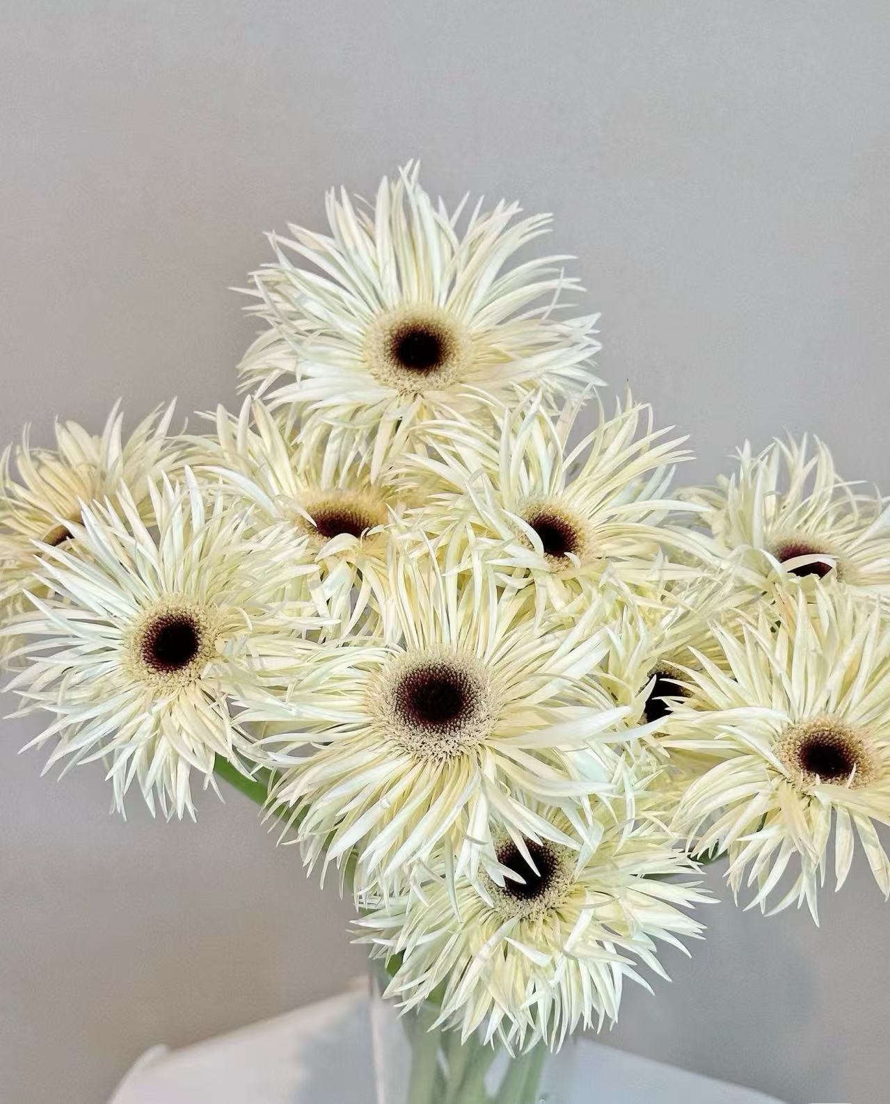 Standard white chrysanthemum Silky Gerbera