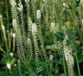 Black Cohosh Extract