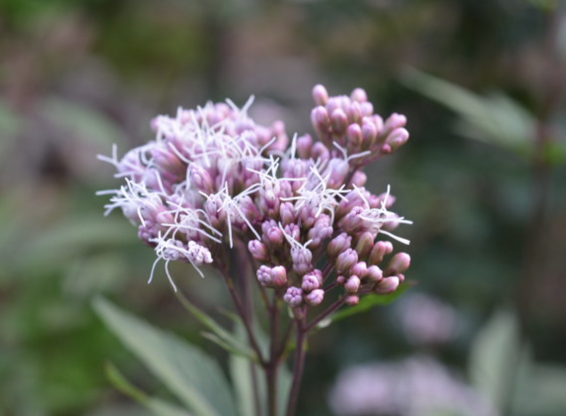 Eupatorium Fortunei Extract