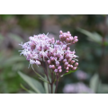 مستخلص Eupatorium Fortunei للمكملات الغذائية