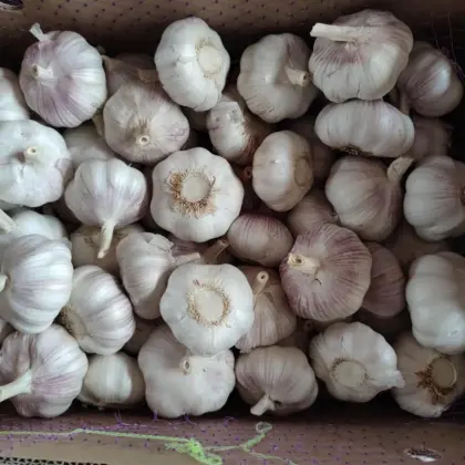 New Crop Global Gap Certificated Fresh White Garlic