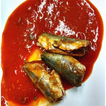 Makrelenfisch in Dosen in Tomatensauce