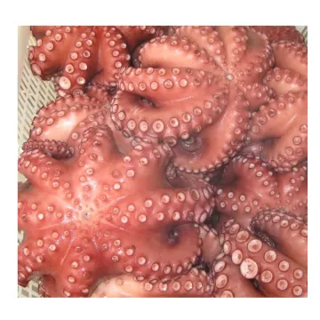 Frozen seafood live octopus for sale