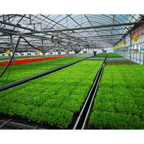 Connected Film Covered Greenhouse