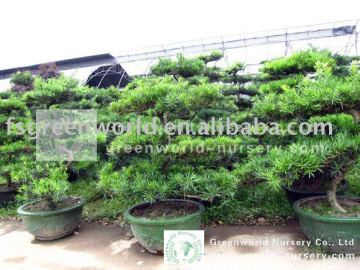 podocarpus macrophyllus big bonsai trees for garden