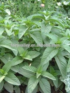 High Quality Field Mint Seeds For Sowing