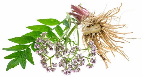 High Quality Valerian Root Extract