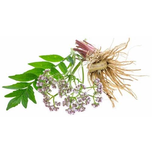 High Quality Valerian Root Extract
