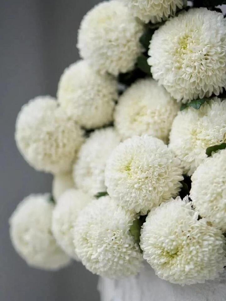 White Ping Pong Chrysanthemum