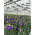 موجة جديدة من Lisianthus الأرجواني الداكن لديكور الزفاف