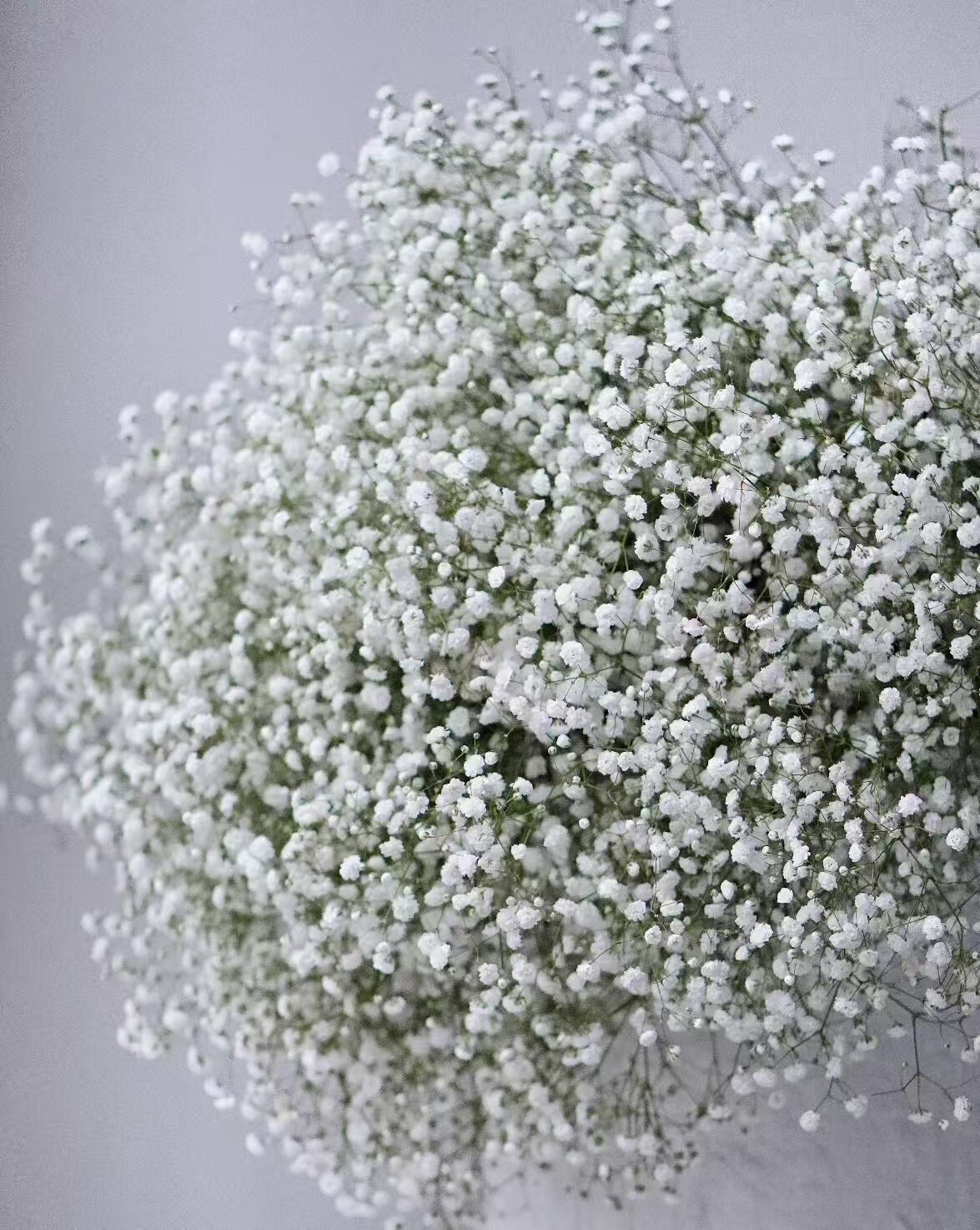 Babybreath white