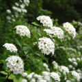 Containing polyphenol 10:1 Spiraea ulmaria extract