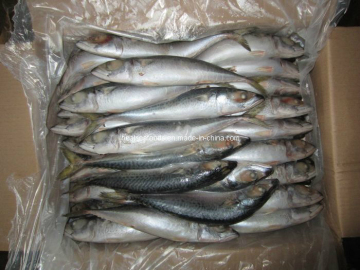 Land Frozen Mackerel