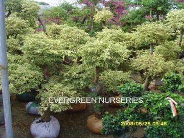 Bougainvillea Variegata