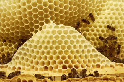 Food Grade yellow beeswax bulk beeswax