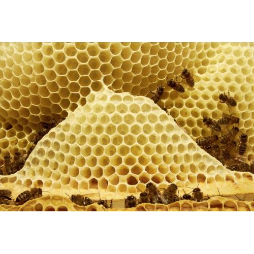 Beehive Honey Comb 100% Natural