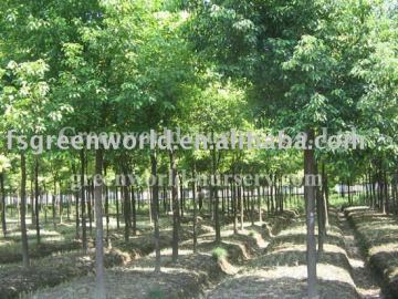 Bischofia javanica trees