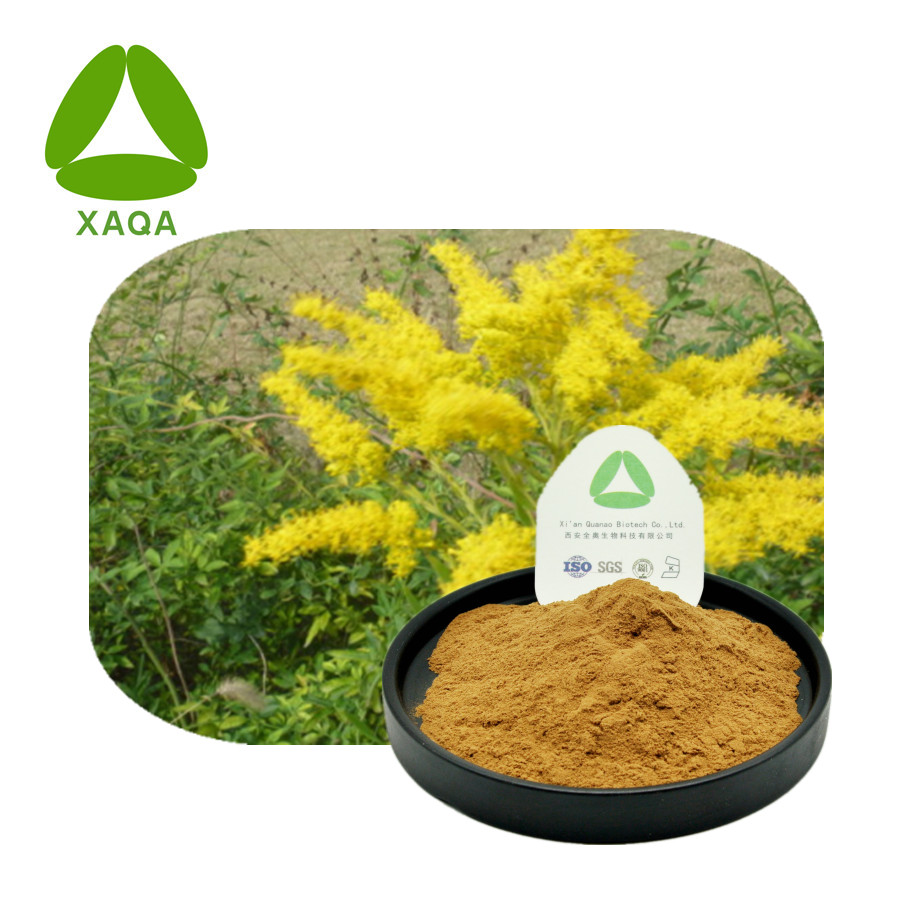 Goldenrod Flower Herbal Jpg