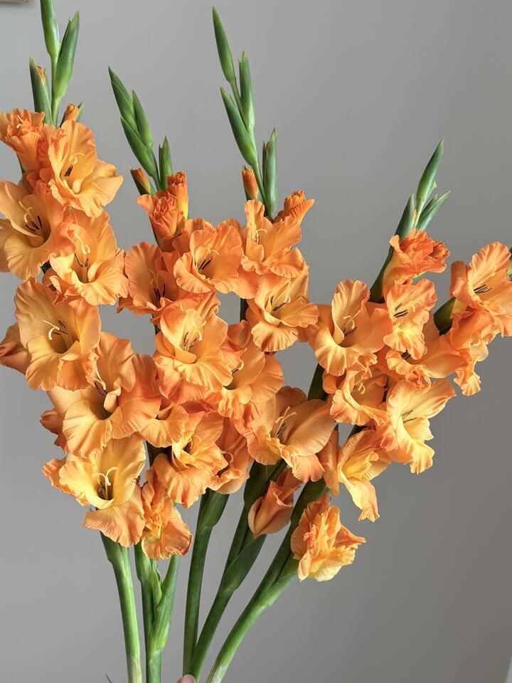 Orange Gladiolus