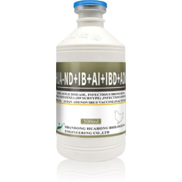 Vaccin inactivé ND IB H9 IBD ADV