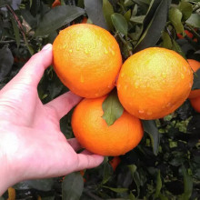 Frische Orangen im Porzellan