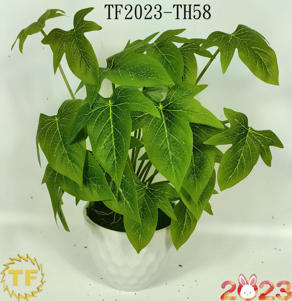 33cm Syngonium podophyllum leaf x 12 with plastic Pot