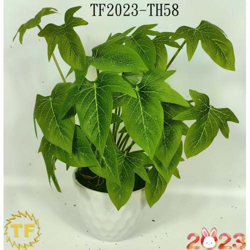 33cm Syngonium podophyllum leaf x 12 with plastic Pot