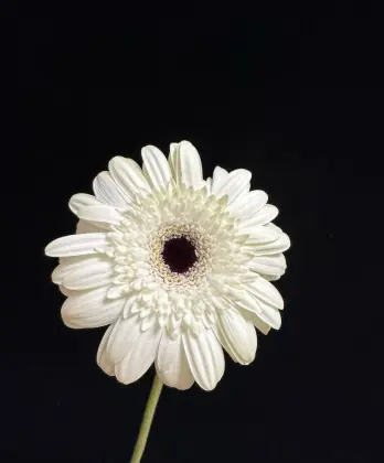 Standard white chrysanthemum YiLi Gerbera