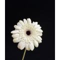 স্ট্যান্ডার্ড সাদা চন্দ্রমল্লিকা YiLi Gerbera