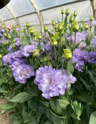 Premium Farmer Light Purple Lisianthus Long Vase Life
