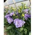 প্রিমিয়াম কৃষক হালকা বেগুনি Lisianthus দীর্ঘ দানি জীবন