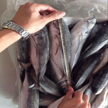 2015 fat hard tail horse mackerel fish premium quality