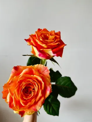 Orange Single-Headed Ode to Joy Rose Arrangement